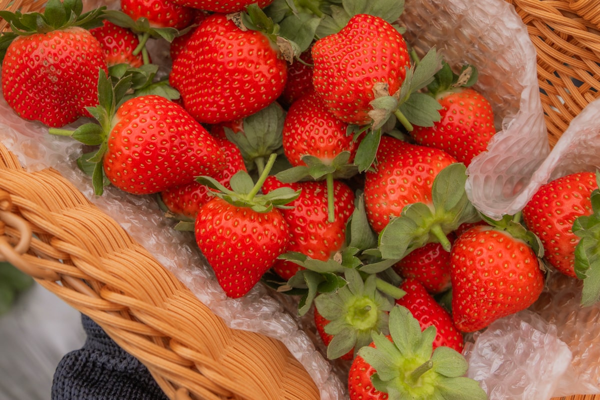 Zomer oogst: tomaten, komkommer, basilicum